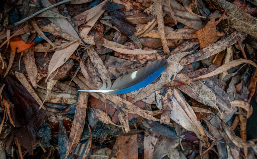 Sunday June 14 – Pentecost 2