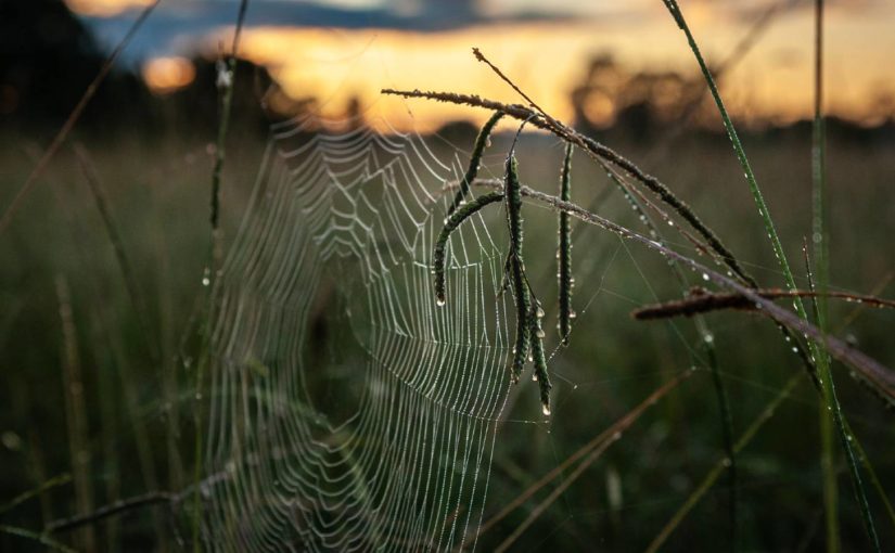 Sunday June 21 – Pentecost 3