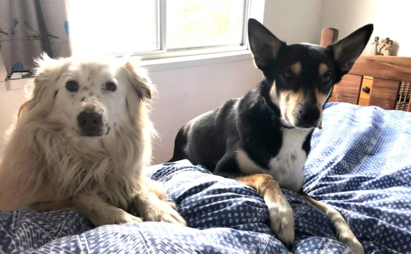 Sunday August 16th – Pentecost 11