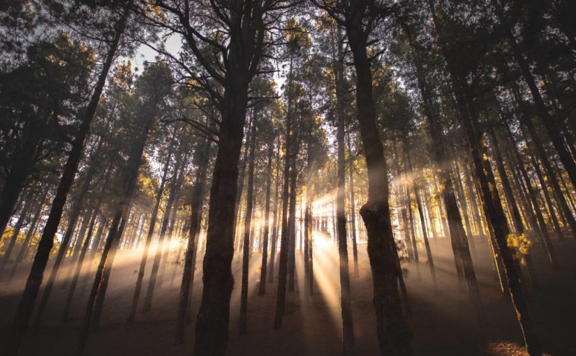 Worship Dec 20 – Advent 4