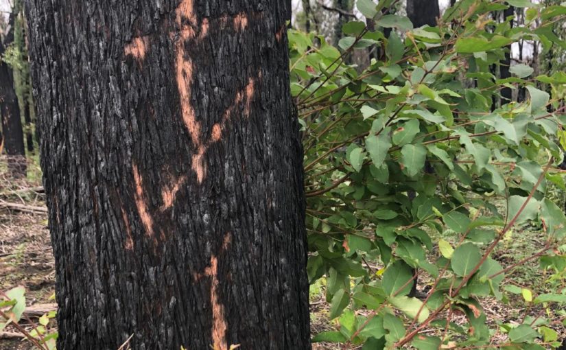 Ash Wednesday – Feb 17